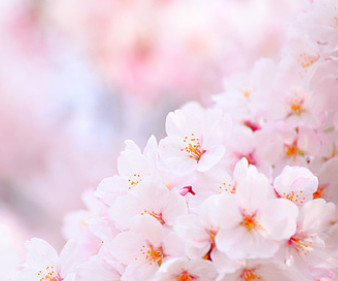 동촌유원지 벚꽃