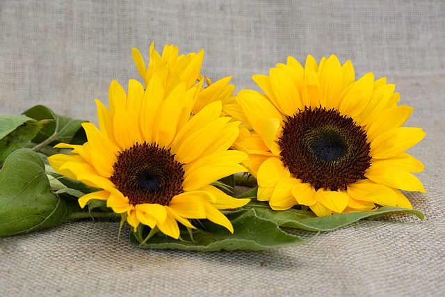 2024 청년월세지원금