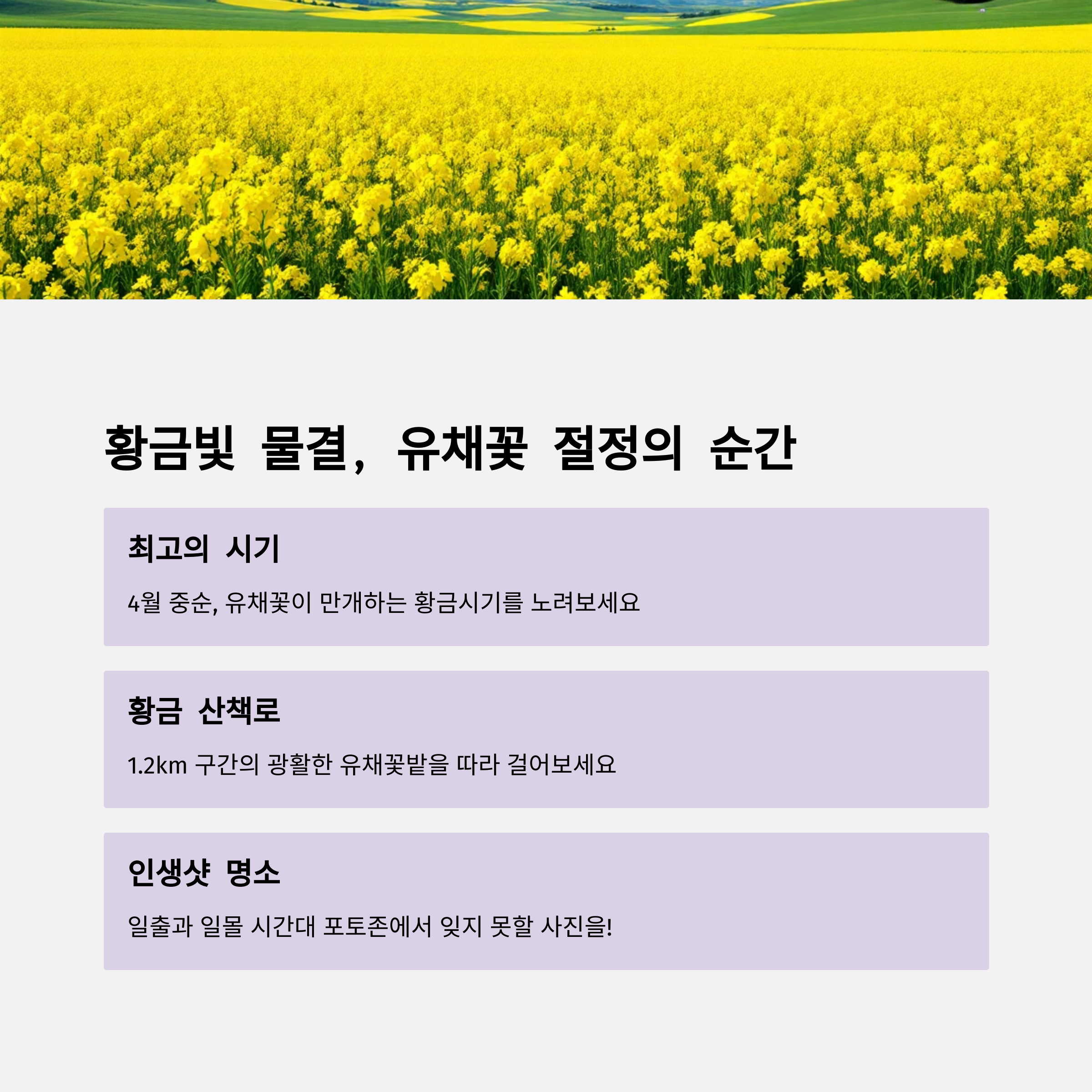 제주 유채꽃여행