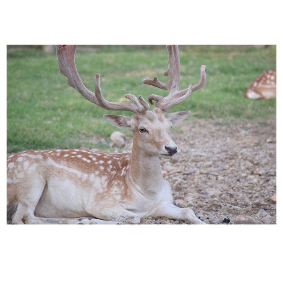 녹용과 관련된 사진입니다.