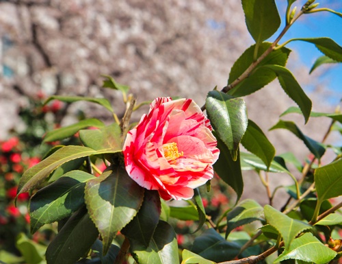 화양연화 뜻 이미지 입니다.