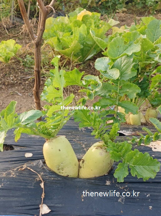 수분이 풍부하고 소화 효소가 많아 깍두기나 무즙 등 다양한 요리에 활용되는 무 실사진