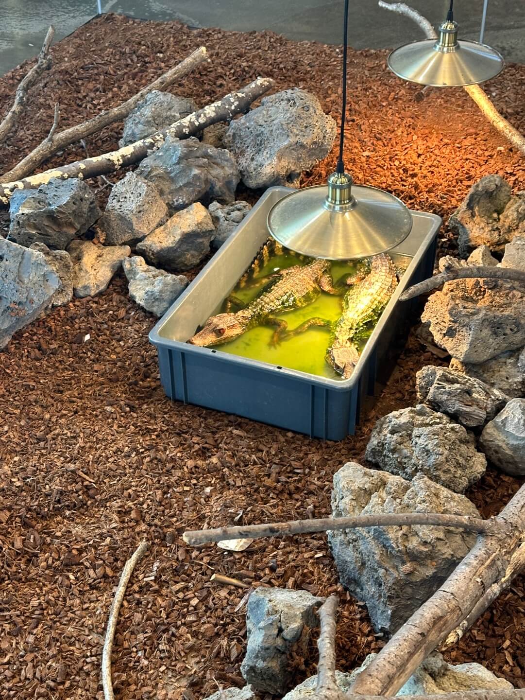 리프플레이스 소형 악어 관찰 체험 아이와 함께 보는 동물 체험