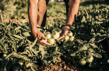 잎이 많은 채소 