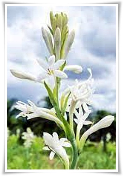 화초 &quot;튜베로즈&quot; 농염과 환락의 꽃내음, 달빛 아래 피어나는 월하향 향기의 마법!