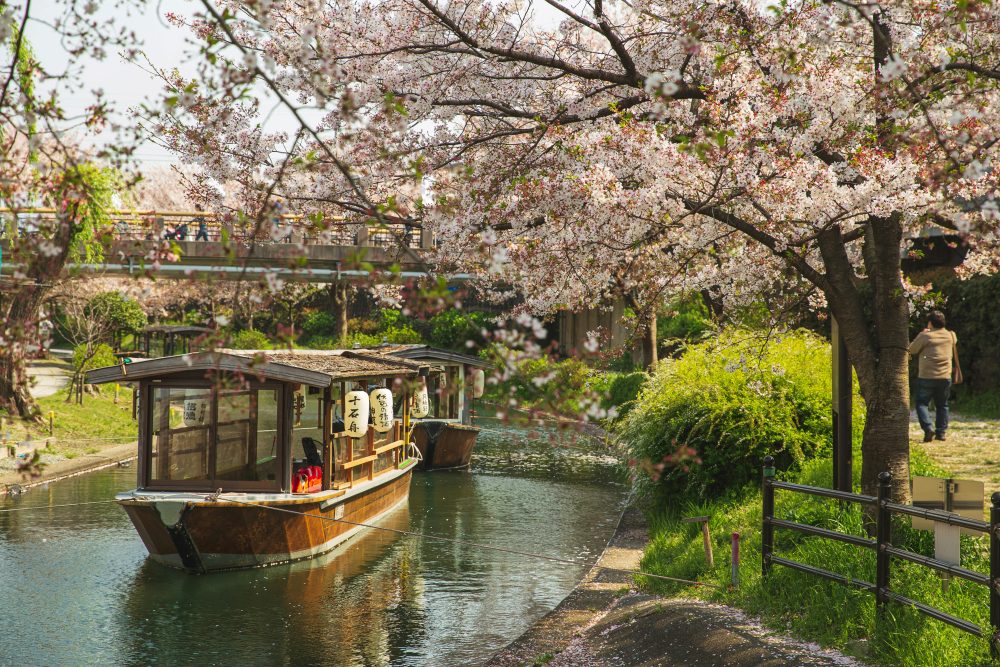 KYOTO BLOSSOM SEASON