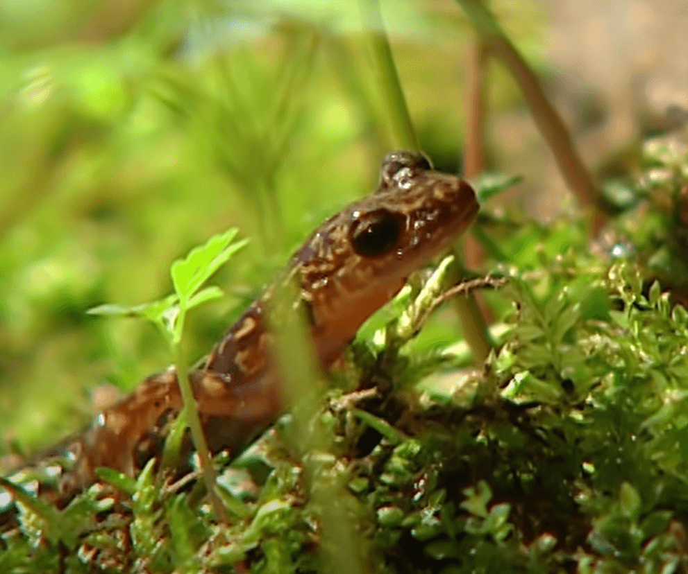 2025 멸종위기 동물|꼬리치레도롱뇽, 한국 고산습지의 마지막 수호자