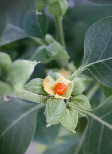 아슈와간다 효능