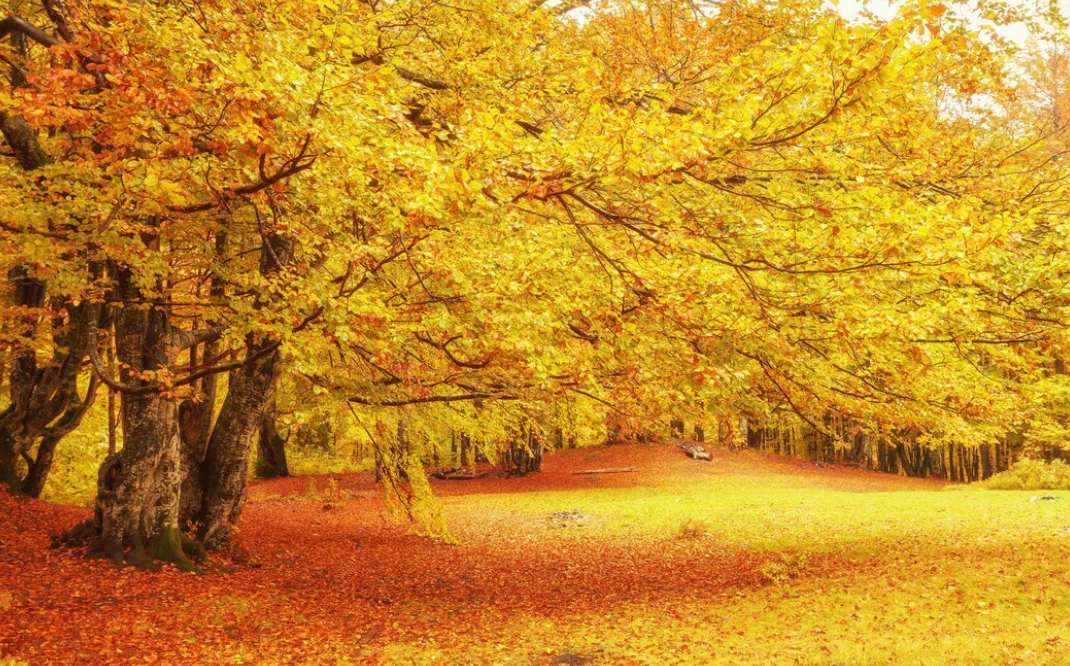 강원도 단풍 드라이브 코스 추천 - 5. 정선 아리랑길과 동강