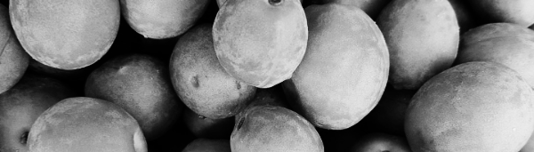 남부지방 매실 수확시기