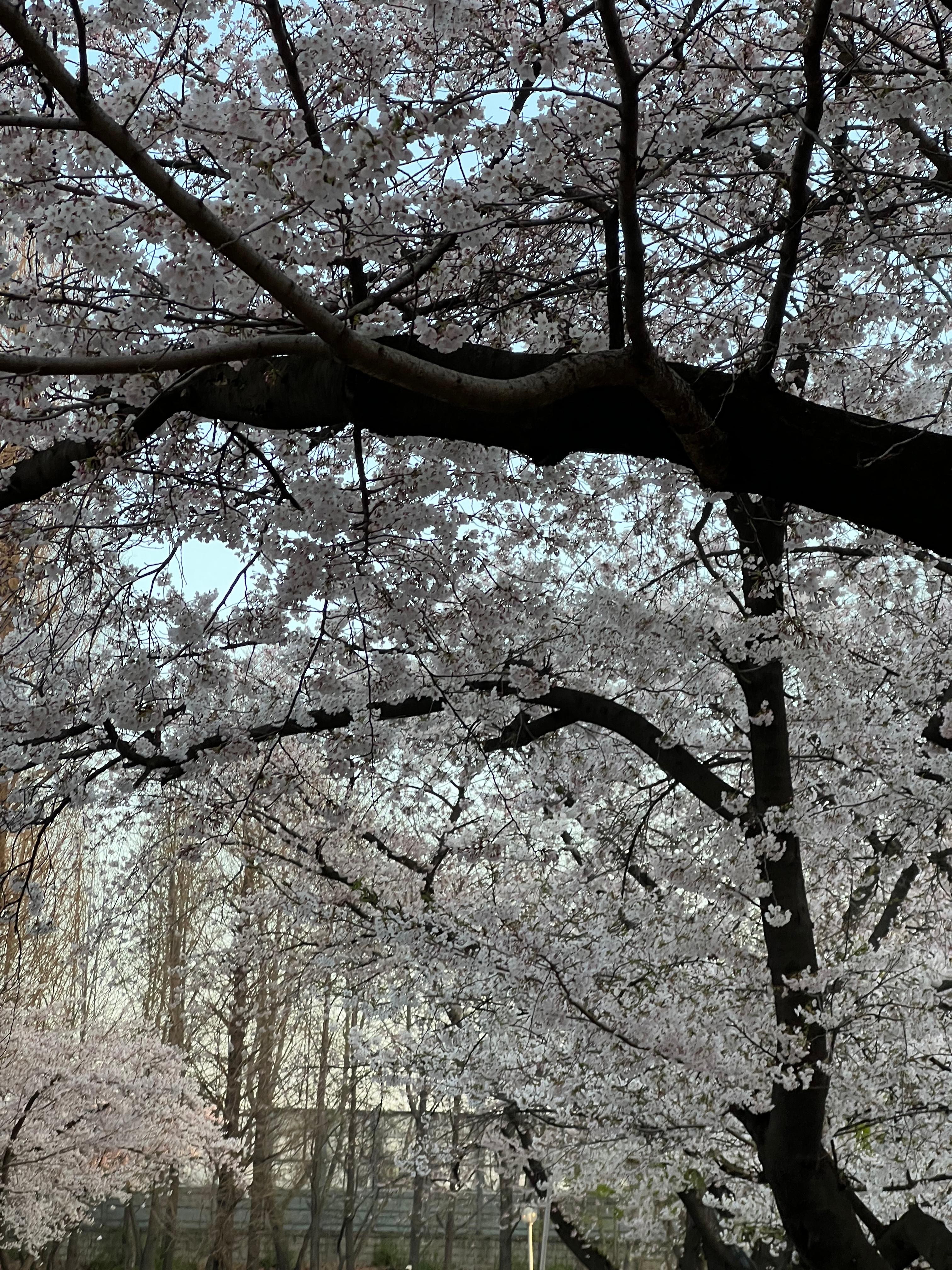 만개한 벚꽃