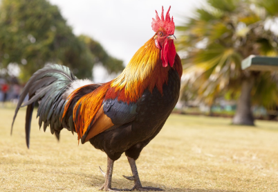 2025년 5월 닭띠 운세