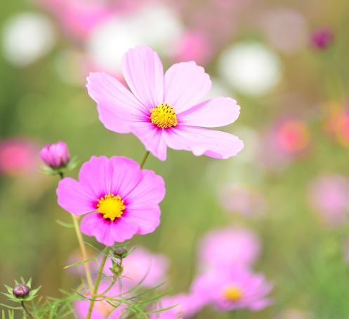 가을에 피는 꽃 종류 코스모스