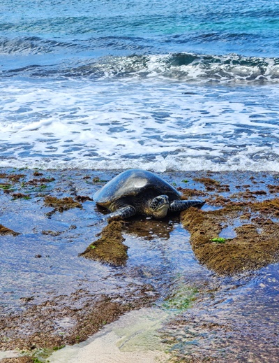 라니아케아비치고개든거북이