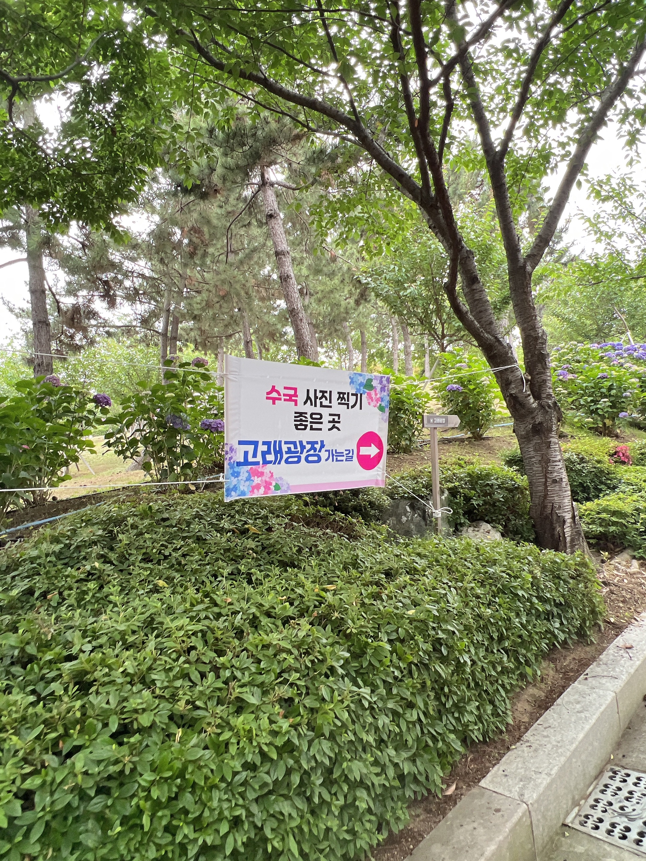 #장생포수국축제 
#울산수국축제 
#고래문화마을 
#울산장생포가볼만한곳 
#장생포포토존 
#고래광장수국길 
#오색수국정원 
#수국축제개화상황2025 
#수국사랑상품권사용처 
#울산6월축제 
#장생포여행코스 
#울산플리마켓체험 
#울산데이트코스 
#울산여행추천 
#장생포주차정보
#수국포토존
#사진찍기 좋은곳