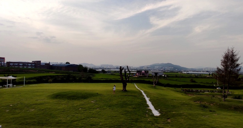 끝없이 펼쳐지는 푸른 논밭