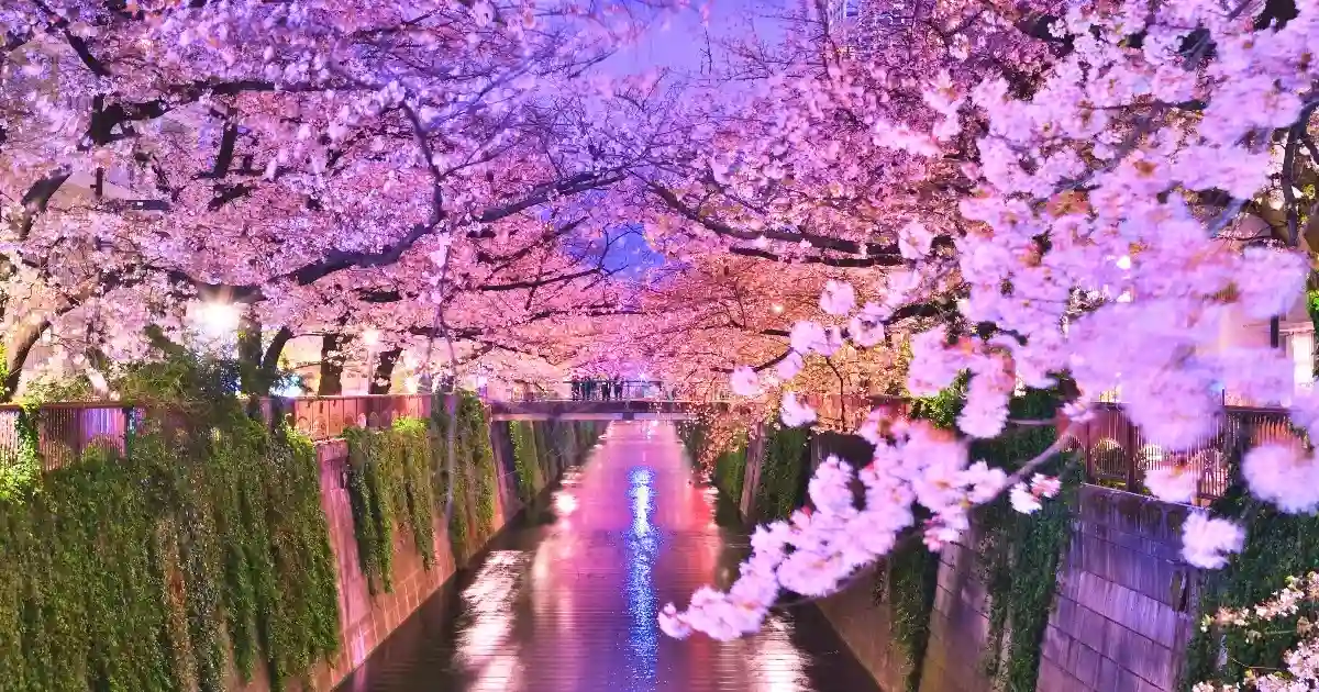 꽃구경 (花見)