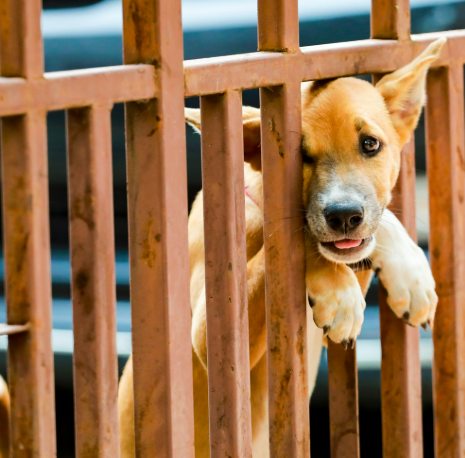 강아지 치매 증상 보호자가 알아야 할 관리법 총정리