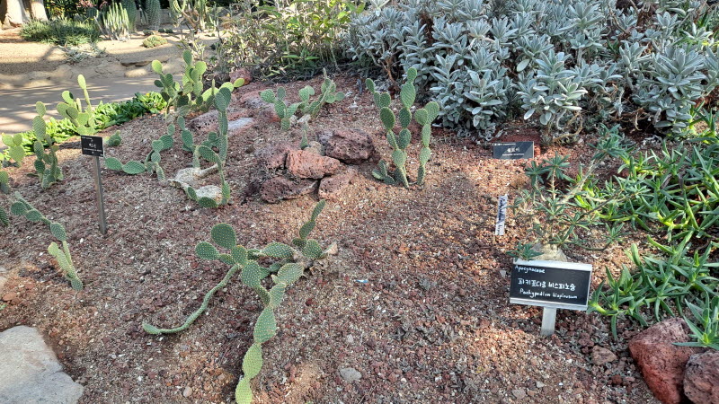 제주여행_여미지식물원