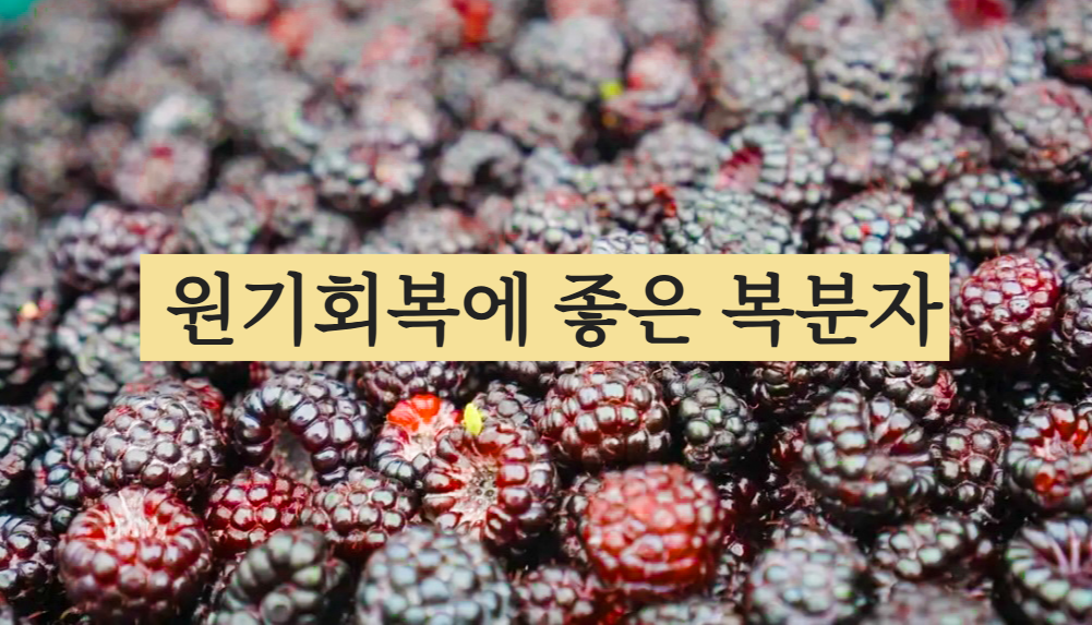 복분자 효능