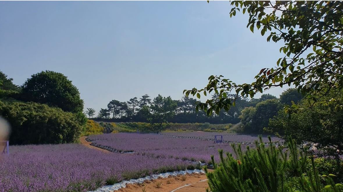 고창청농원 라벤더시즌