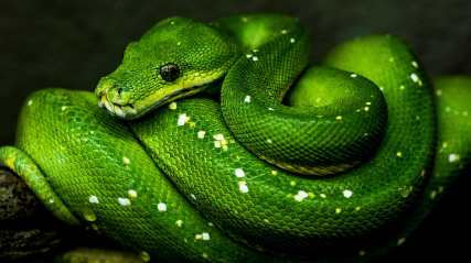 파충류 입양 열풍, 왜 인기일까?