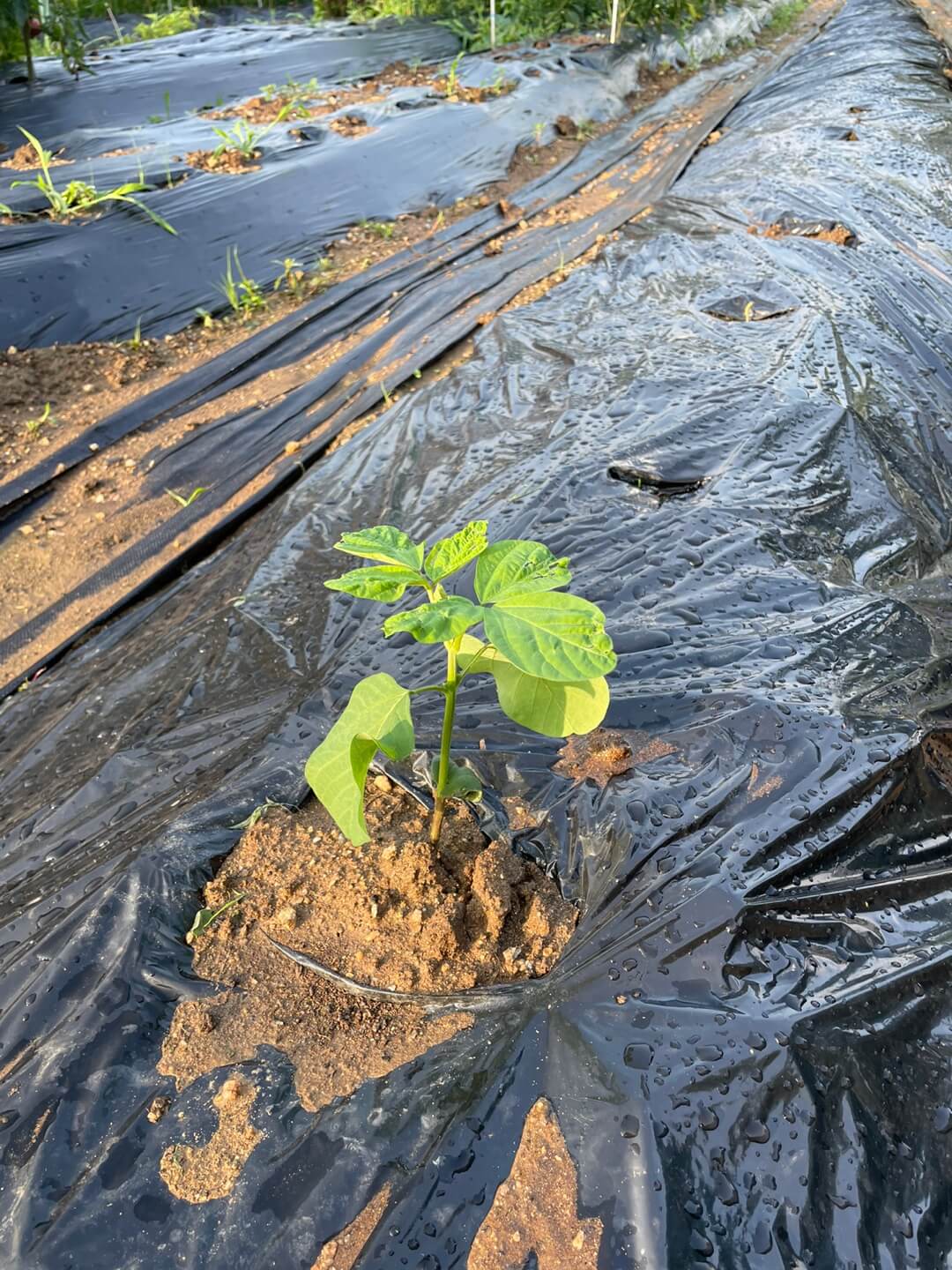 파종 2주된 서리태