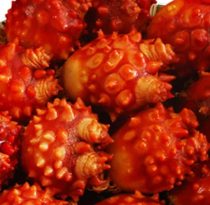 5월-제철-해산물-멍게