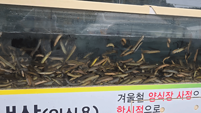 원당 정담명가 남원추어탕 미꾸라지 수조