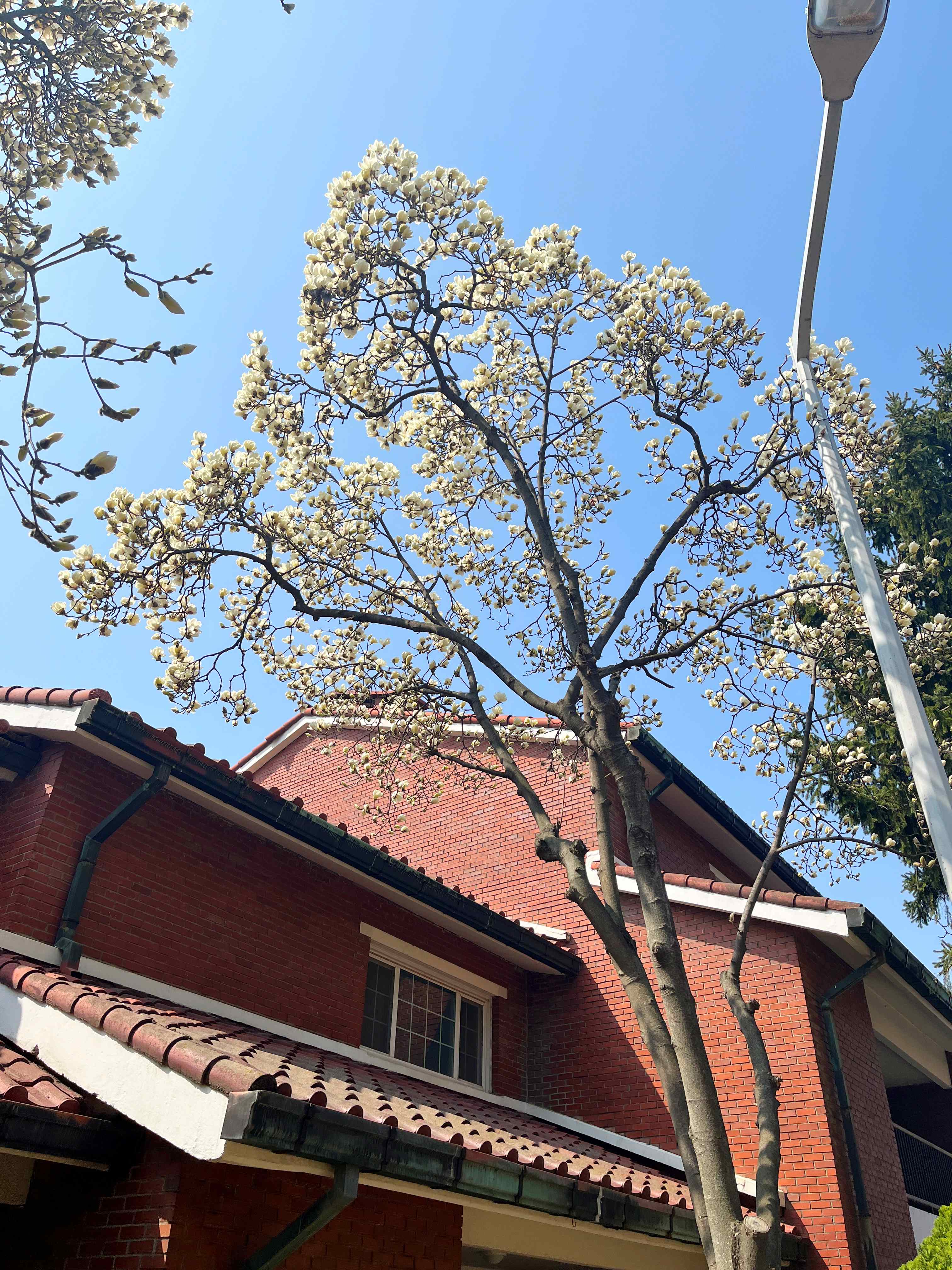용산공원 미군기지