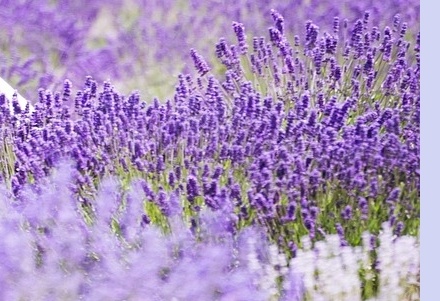 6월 국내 여행지 추천