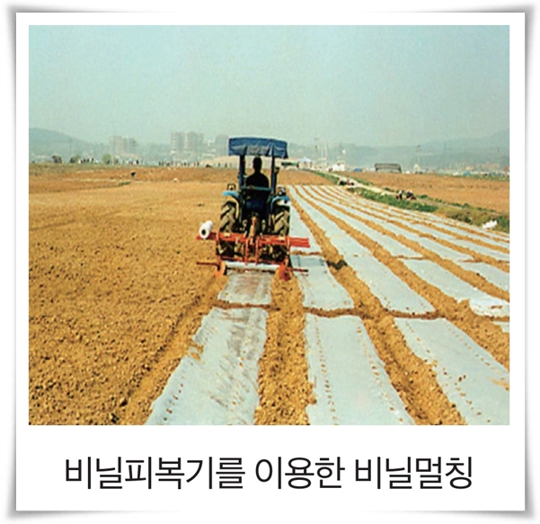 비타민 B, 철분, 식이 섬유가 풍부한 옥수수 재배하기!