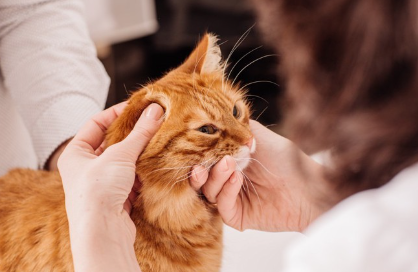 수의사가 얼굴을 보고 있는 갈색 고양이.