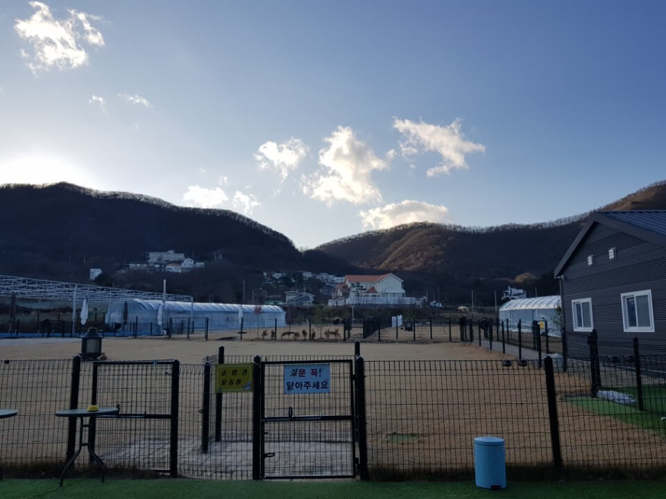 반려견과 함께 즐기는 용인 애견카페 총정리