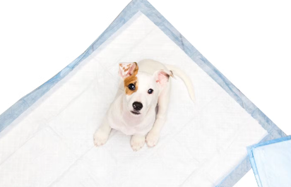 배변패드 위의 개