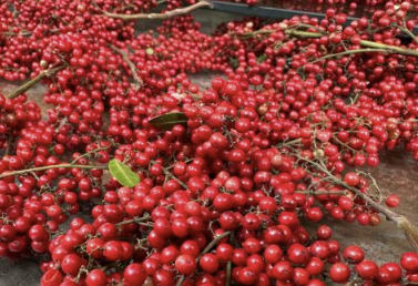 오미자 효능 부작용 먹는법 오미자차 만드는 방법 오미자청 총정리