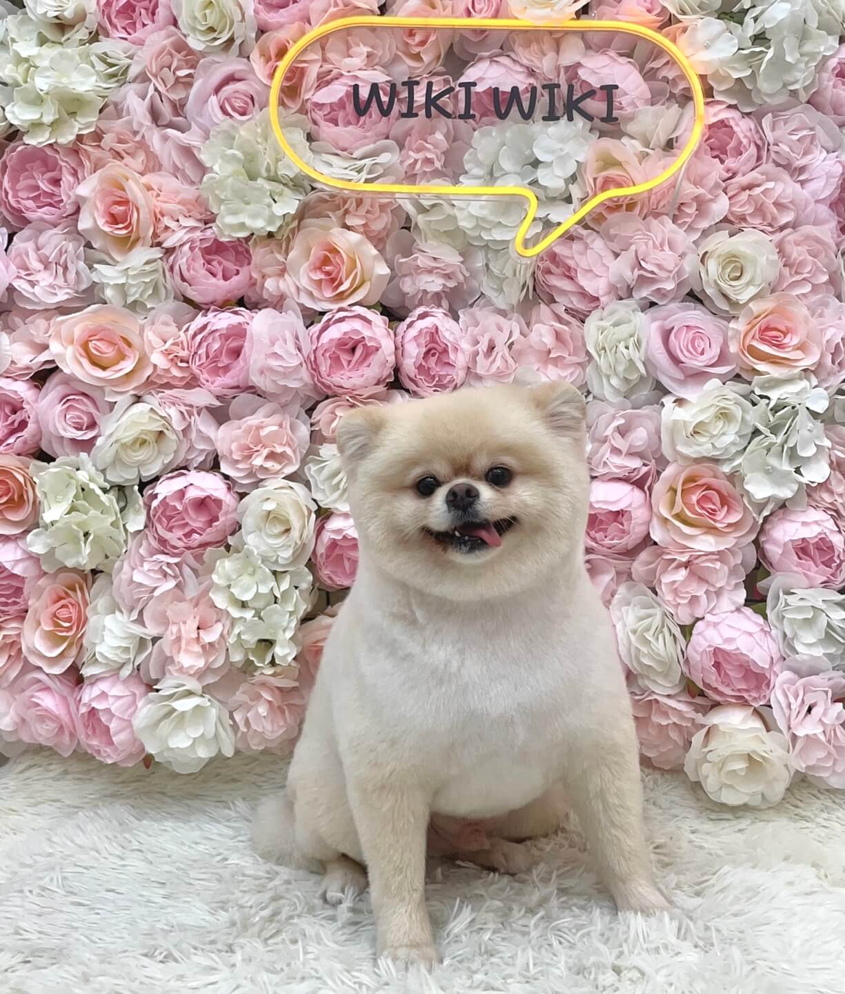 반려동물이 꼬리를 흔드는 10가지 주요 이유