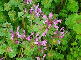 광대나물 효능과 먹는 법