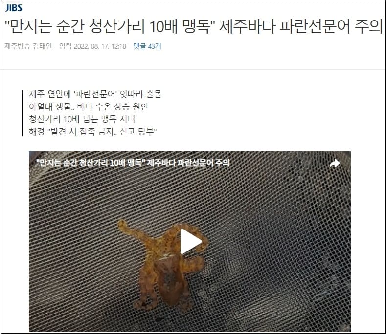 제주 해변에 나타난 맹독' 파란고리문어'...복어독 보다 높아...청산가리 10배 VIDEO: Poisonous Octopus Fight