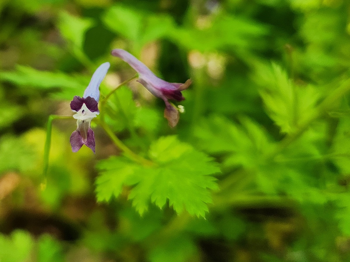 자주괴불주머니