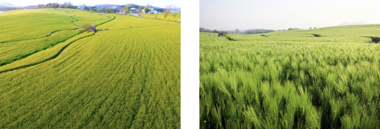 고창 학원농장 입장료 정보 총정리