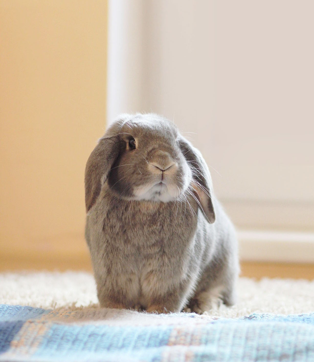 롭이어 토끼 관련 사진