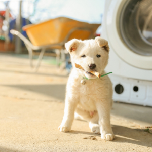 새끼 진돗개 사진