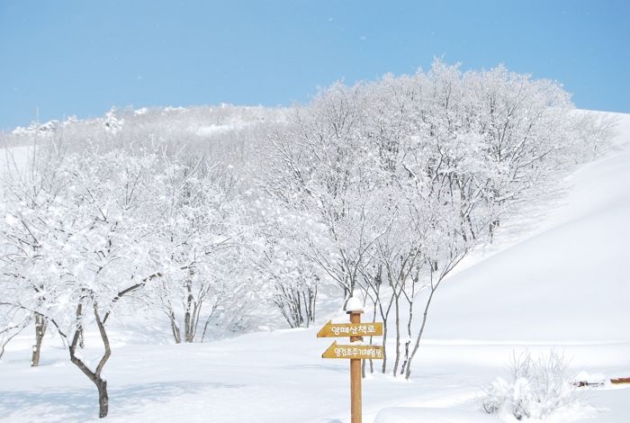 평창 대관령양떼목장 (강원도)