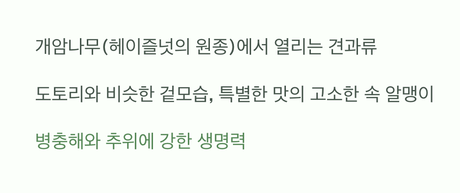 도토리? 아니죠! 고소한 깨금