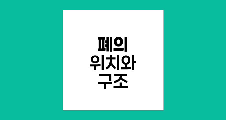 폐의 위치와 구조 탐구