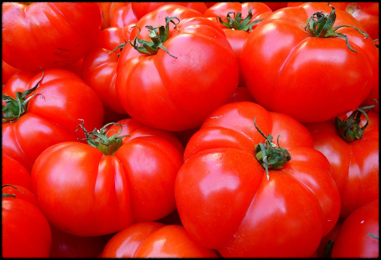 토마토 관련 이미지3