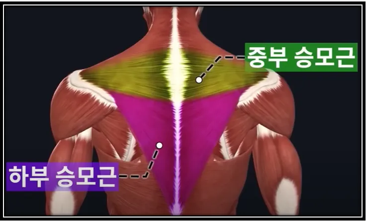 하부 승모근 이미지