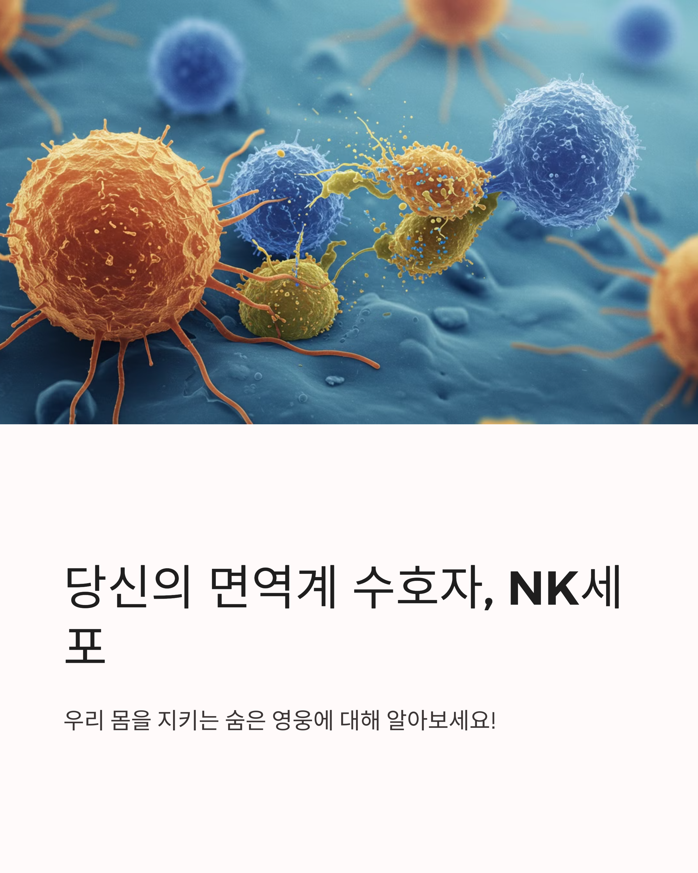 NK면역킬러세포소개