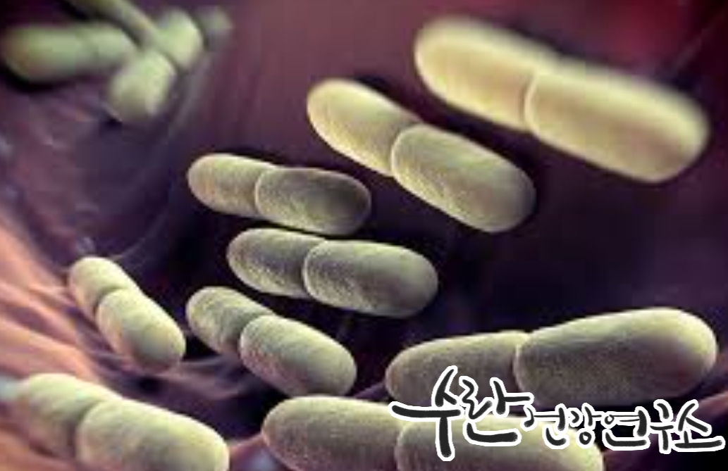 LGG 유산균 효능 부작용